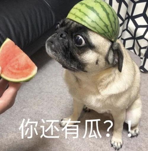 西瓜视频里的吃瓜表情包,吃瓜群众必备神器