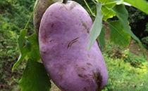 八月瓜小狗可以吃吗视频,八月瓜小狗能否食用，视频解析宠物饮食安全