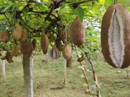 八月瓜小狗可以吃吗视频,八月瓜小狗能否食用，视频解析宠物饮食安全