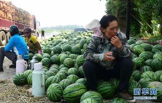 山西大宁县吃瓜事件视频,山西大宁县“吃瓜事件”引发社会关注