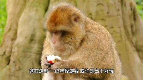 猴吃瓜文案视频怎么拍摄