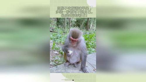 猴吃瓜文案视频怎么拍摄