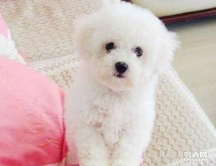 比熊可以吃蜜角瓜吗视频,比熊犬适宜食用蜜角瓜的揭秘与分享