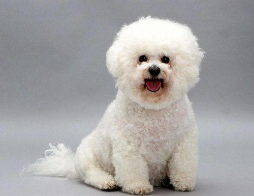 比熊可以吃蜜角瓜吗视频,比熊犬适宜食用蜜角瓜的揭秘与分享