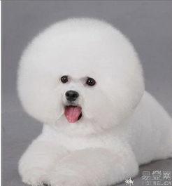 比熊可以吃蜜角瓜吗视频,比熊犬适宜食用蜜角瓜的揭秘与分享