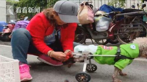 吃瓜小狗车祸视频大全集,惊心动魄！吃瓜小狗车祸视频大全集回顾