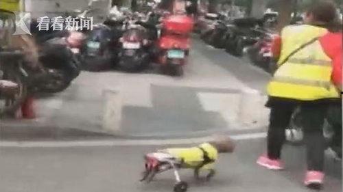 吃瓜小狗车祸视频大全集,惊心动魄！吃瓜小狗车祸视频大全集回顾