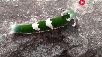 动物吃瓜的搞笑视频短片,动物吃瓜搞笑瞬间大盘点