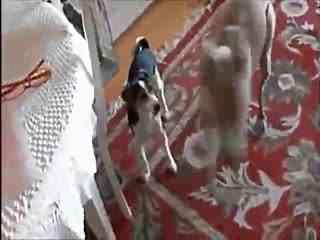 动物吃瓜的搞笑视频短片,动物吃瓜搞笑瞬间大盘点