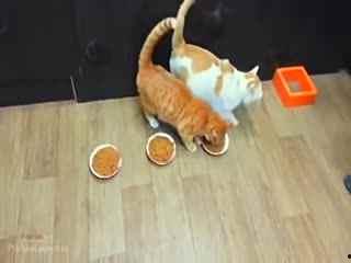 动物吃瓜的搞笑视频短片,动物吃瓜搞笑瞬间大盘点