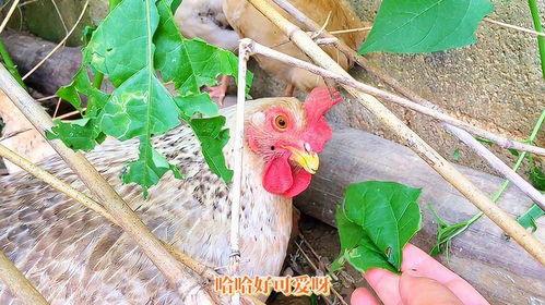 小鸡可以吃瓜叶子吗视频,瓜叶子的营养价值与食用指南