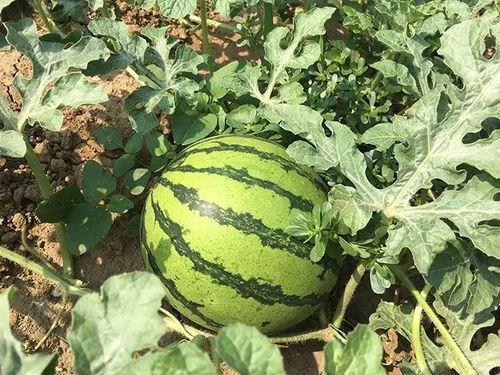 最新一期吃瓜视频大全,娱乐圈风云再起，精彩瞬间一网打尽！