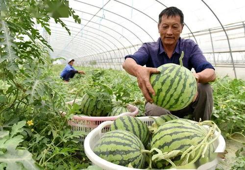 巢湖一中吃瓜视频,揭秘校园生活趣味瞬间
