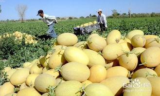 放羊吃哈密瓜的视频,放羊群中的悠闲时光