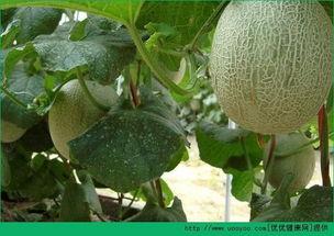 放羊吃哈密瓜的视频,放羊群中的悠闲时光