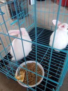 兔子可以吃哈密瓜嘛视频,哈密瓜，兔子的新宠？