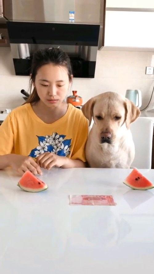 火娃吃瓜的视频在哪看的,揭秘热门内容观看秘籍