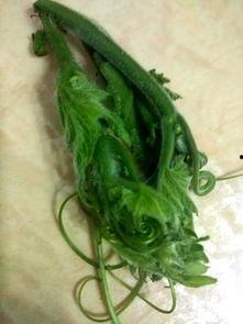 蒸瓜尖怎么吃才好吃呢视频,简单做法，尽享清新口感