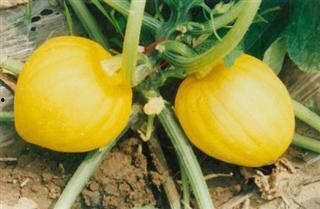 瓜栗怎么吃最好吃视频教程,视频教程教你轻松享美食