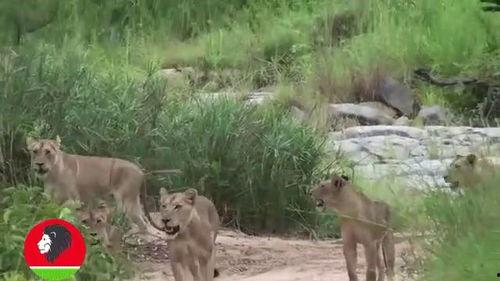 一只羊吃瓜视频大全集,趣味羊羊吃瓜大集合