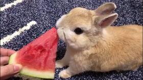 肌肉兔吃瓜视频大全,趣味横生的欢乐时光