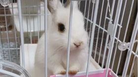 肌肉兔吃瓜视频大全,趣味横生的欢乐时光