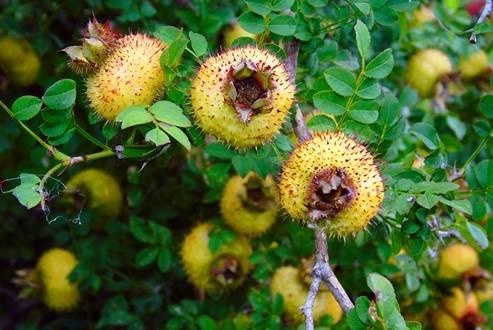 刺梨吃瓜制作工艺视频,传统美食新演绎，视频揭秘独特制作工艺